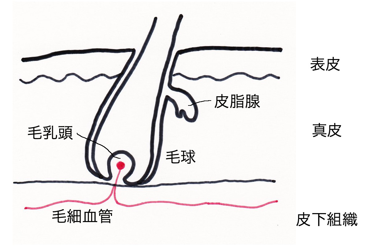 毛根の構造